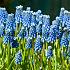 Muscari Auch. Blue Magic 9/10 (x 250)