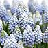 Muscari Auch. Ocean Magic, 8/+ (x250)