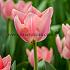 Tulipa Apricona 12/+ (x250)