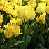 Tulipa Sunshine Club 12/+ (x250)