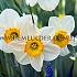 Narcisses Flower Record Large-cupped 14/16 (x250)