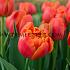 Tulipa Icoon 12/+ (x250)
