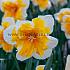 Narcisses Orangery Collar Group 14/16 (x250)