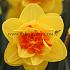 Narcissus Tahiti, Double Group, 14/16 (x250)
