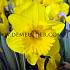 Narcisses Yellow River Trumpet 14/16 (x250)