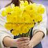 Narcisses Yellow River Trumpet 14/16 (x250)