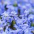 Scilla Siberica 7/8 (x250)