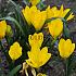Sternbergia Lutea 8/10 (x250)