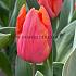 Tulipa Salmon Prince 12/+ (x250)
