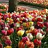 Tulipa Double Early Mixed 12/+ (x250)