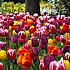 Tulipa Triumph Mixed 12/+ (x250)