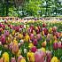 Tulipa Single Early Mixed 12/+ (x250)