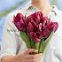 Tulipa Caviar 12/+ (x250)
