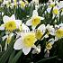Narcissus Ice Follies, Large-cupped Group, 14/16 (x250)