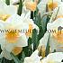 Narcissus Salome, Large-cupped Group, 14/16 (x250)
