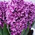 Hyacinthus Miss Saigon 17/18 (x100)