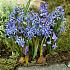 Scilla Bifolia Blauw 4/+ (x250)