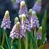 Muscari Pink Sunrise 5/+ (x250)