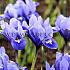 Iris Reticulata Joyce 6/+ (x250)