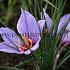Crocus Sativus 8/+ (x 250)