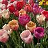 Tulipa Pride Mixed 12/+ (x250)