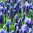 Muscari Latifolium 6/+ (x250)