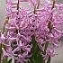 Hyacinths Multiflora Pink I (x 100)