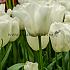 Tulipa Update 12/+ (x250)