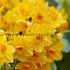 Narcisses Grand Soleil D'or Tazette Z15/17 (x250)