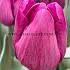 Tulipa Bullit 12/+ (x250)