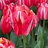 Tulipa Spryng Break 12/+ (x250)