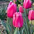Tulipa Tresor 12/+ (x250)