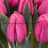 Tulipa Tresor 12/+ (x250)