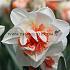 Narcissus Replete, Double Group, 14/16 (x250)