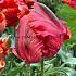Tulipa Avignon Parrot 12/+ (x250)