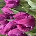 Tulipa Parrot Prince 12/+ (x250)