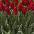 Tulipa Red Proud 12/+ (x250)