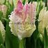 Tulipa Cabanna 12/+ (x250)