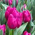 Tulipa Pink Ardour 12/+ (x250)