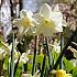 Narcisses Pueblo Jonquilla And Apodanthus Z12/14 (x250)