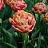Tulipa Verona Sunrise 12/+ (x250)