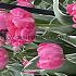 Tulipa Beth Hart 12/+ (x250)
