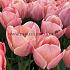 Tulipa Salmon Van Eijk 12/+ (x250)