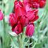 Tulipa Fiery Club 12/+ (x250)