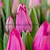 Tulipa Roussillion 12/+ (x250)