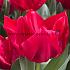 Tulipa Curry 12/+ (x250)