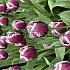 Tulipa Tiramisu  12/+ (x250)