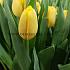 Tulipa Lobke 12/+ (x250)