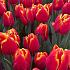 Tulipa Choice 12/+ (x250)