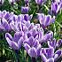 Crocus King Of The Striped 9/10 (x250)